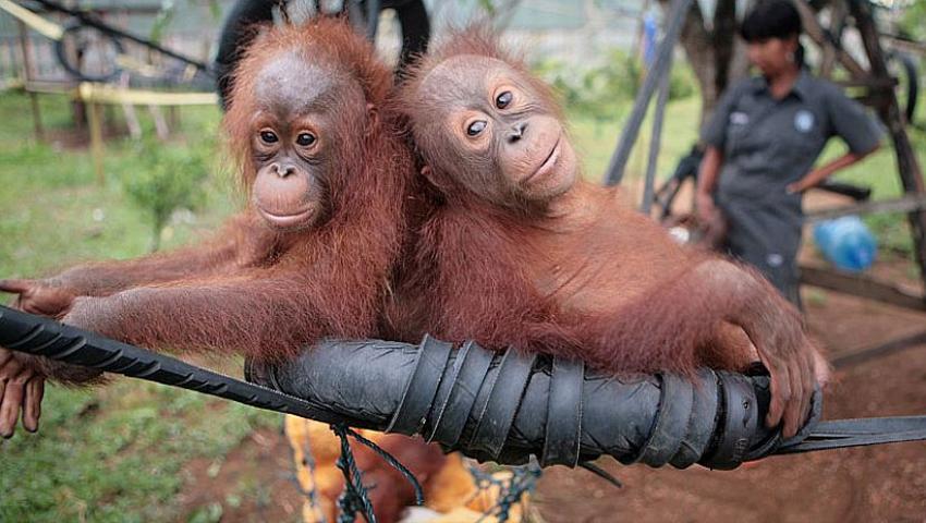 Orangutan Awareness Week and an update on Rocky