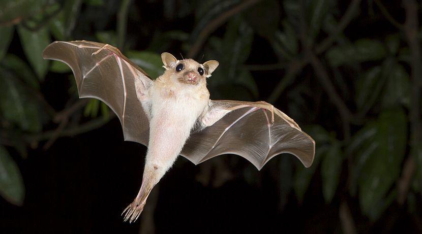 The Most Spooktacular Species On Earth!