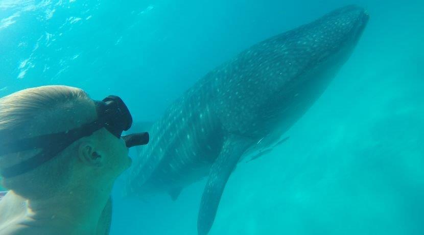Visit The Mafia Island Whale Shark Conservation Project And Get A Whopping 33% Discount! 