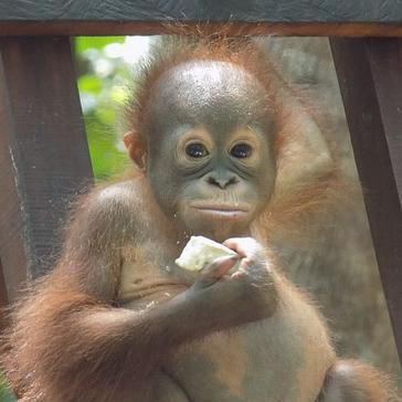 Volunteer Review - What Did Lauren Have To Say About Her Time At The IAR Orangutan Sanctuary? 