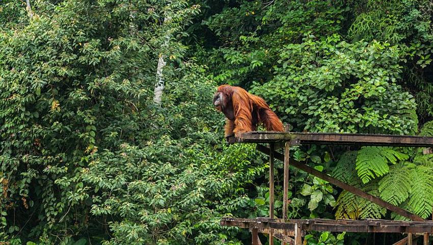 Volunteer Review - Read All About Inge's Experience On The Great Orangutan Project!