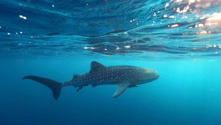 World Whale Shark Day 2017! Wild Population Numbers Of This Elusive Species Are Unknown!