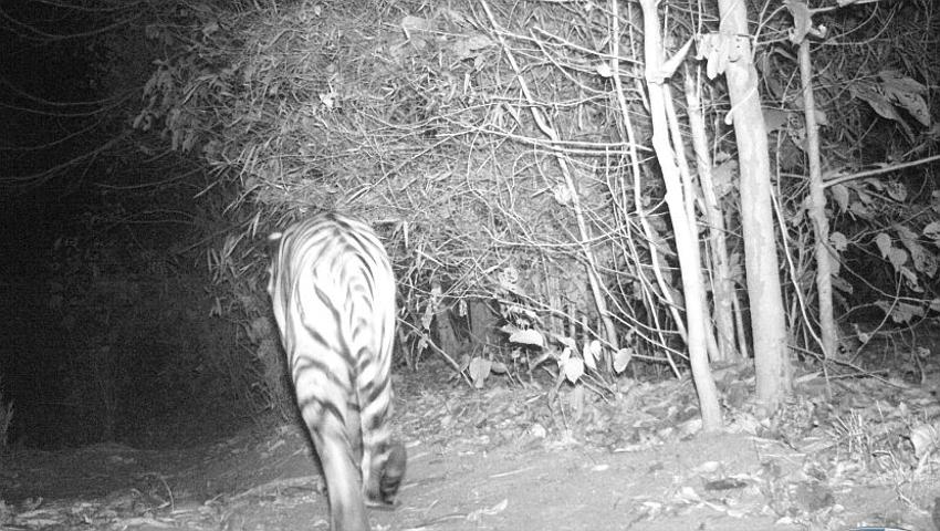 Tiger Caught On Camera Trap!