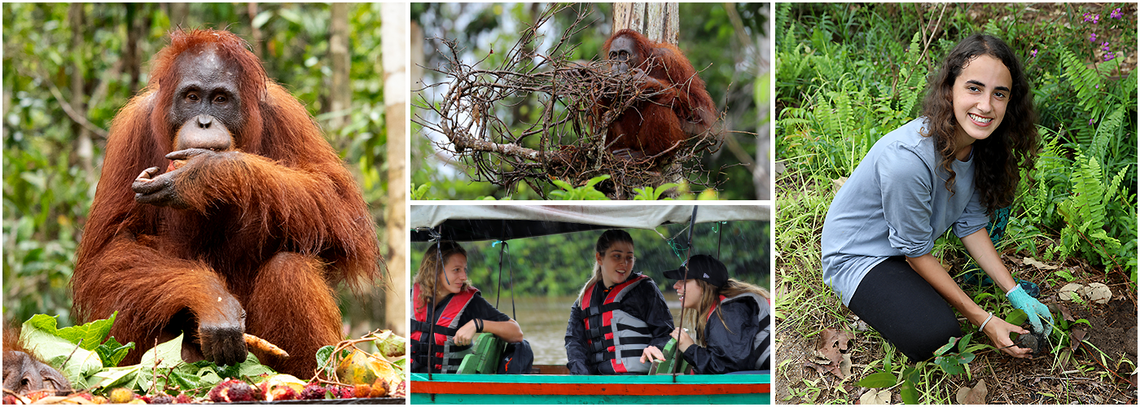 The Great Projects - Nyaru Menteng Orangutan Volunteering