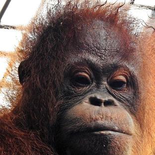 7 More Orangutans Are Being Released Into The Wild Today! 