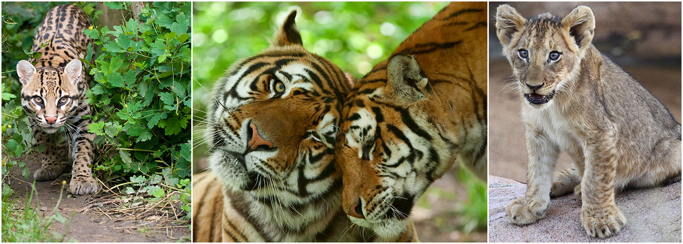 Big cat sanctuary shop secret escapes