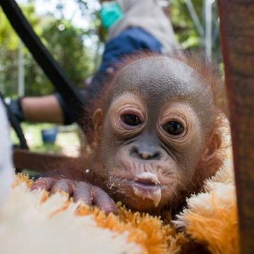 Didik The Orphaned Orangutan - Update From IAR!