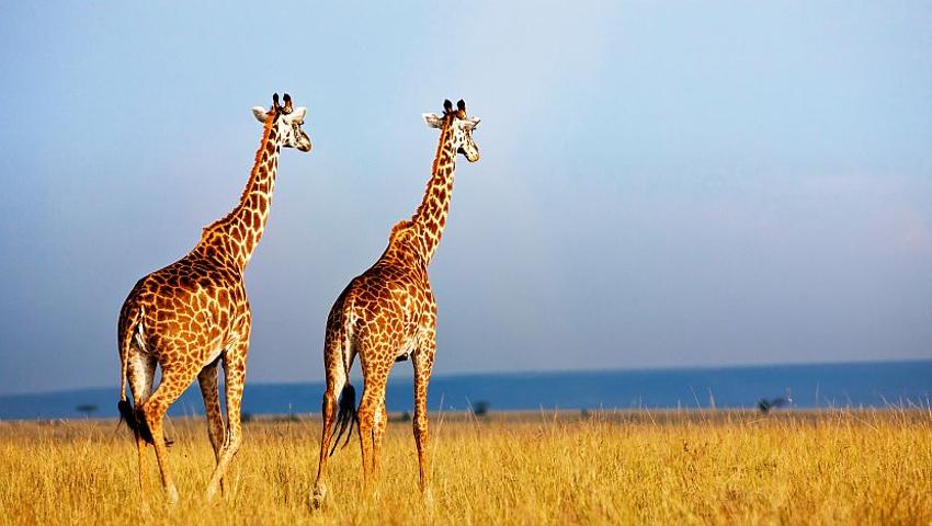 Silent Extinction - There Are Only 90,000 Giraffes Left In The Wild! 