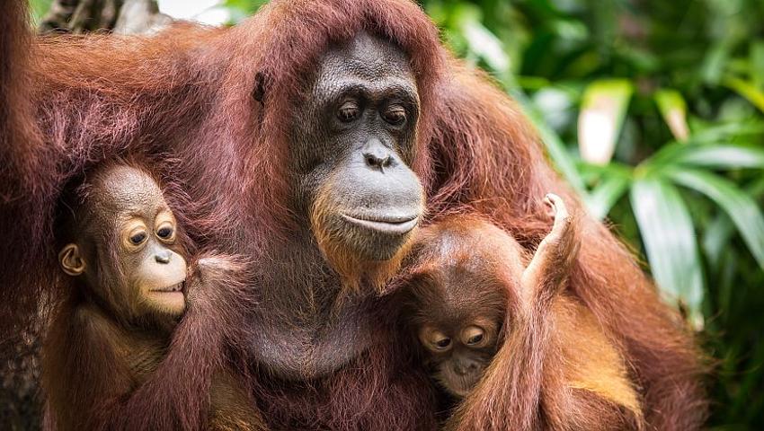 What Is Enrichment? Learn About This Vital Part of Orangutan Rehabilitation!