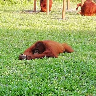 Nicki Reviews Her Experience At The Nyaru Menteng Orangutan Sanctuary!