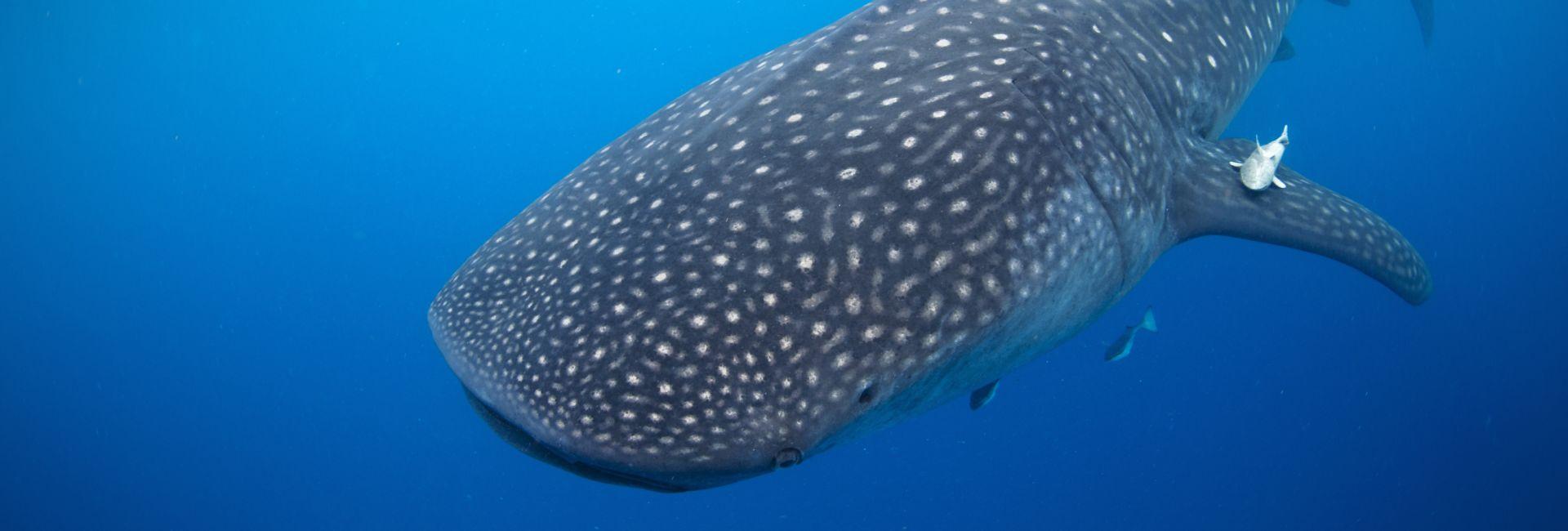 International Whale Shark Day - A Majestic Species At Risk...Due To Tourism?