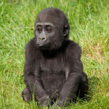 Have Gorilla Tours Been A Lifelong Dream?