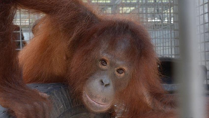 Introducing The 10 Orangutans Just Released From Our Brand-New Volunteer Project At Nyaru Menteng Orangutan Sanctuary!