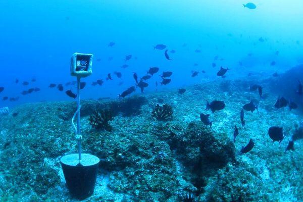 Camera Trap Coral Reef Surveys in Tofo Bay