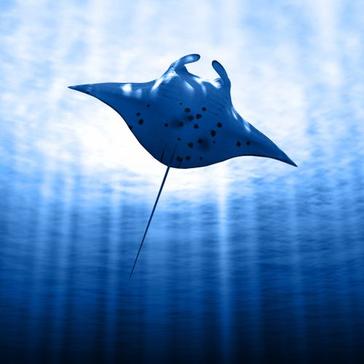 Manta Madness -  Fascinating Facts About The Ocean's Most Mysterious Inhabitant