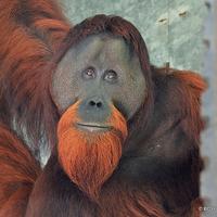 The First Orangutan Release Of 2021 - 10 Orangutans Back In The Wild!