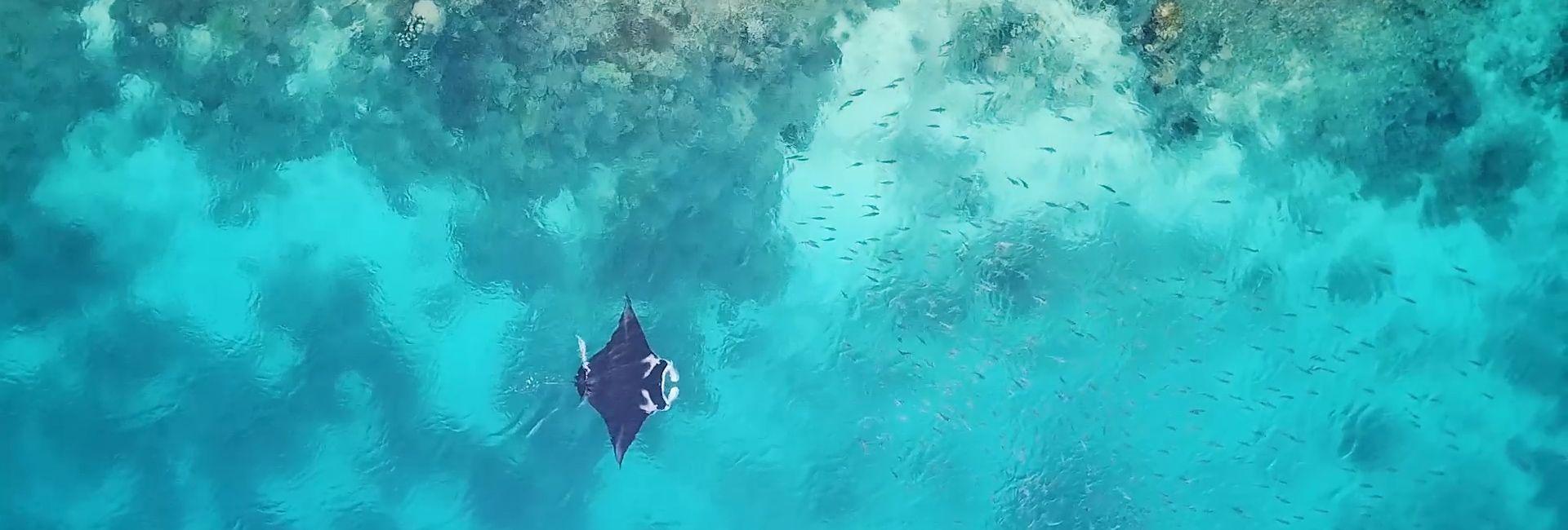 Raja Ampat Diving Project - Magical Manta Ray Moments!