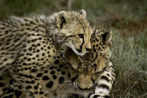 Cheetahs at Amakhala
