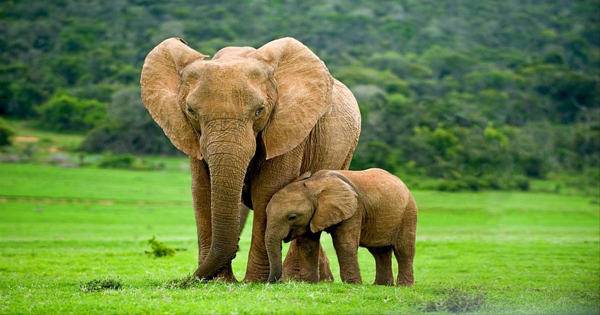 World Elephant Day | The Great Projects