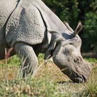 World Rhino Day 2018