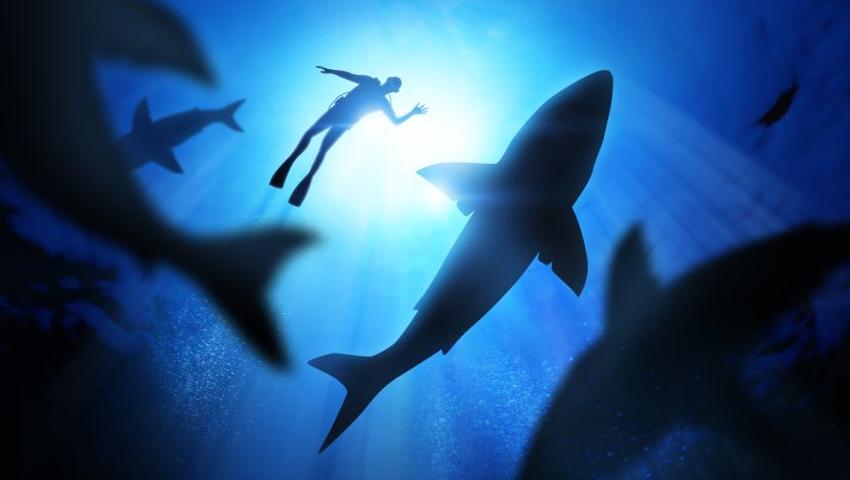 Is Discovery Channel's 'Shark Week' Doing More Harm Than Good?