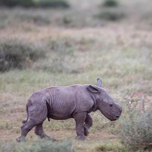 Thandi and Family – New Baby Rhino at Kariega!