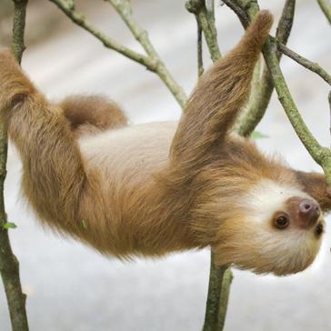 7 Wacky Sloth Facts You Didn't Know About! 