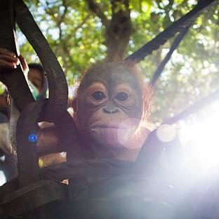 An Update On Didik The Baby Orangutan - He Went On His First Tree Climb!