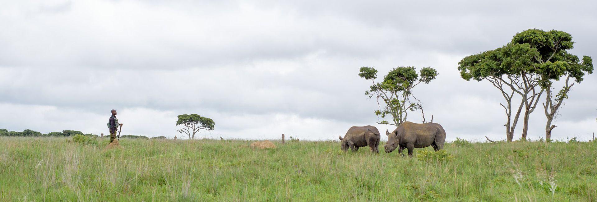 Check Out The Latest Rhino and Elephant Conservation Project Volunteer Reviews!