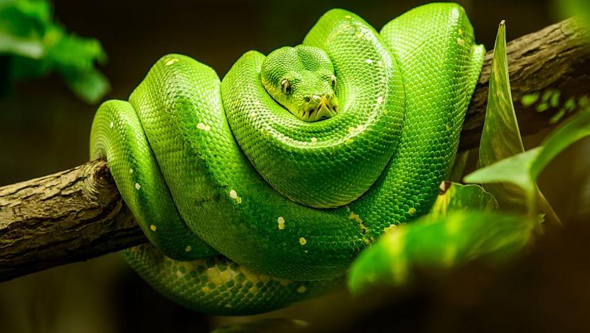 Snake facts  World Animal Protection