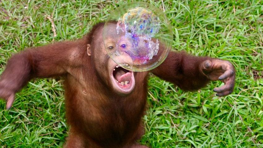 World Orangutan Day 2017!