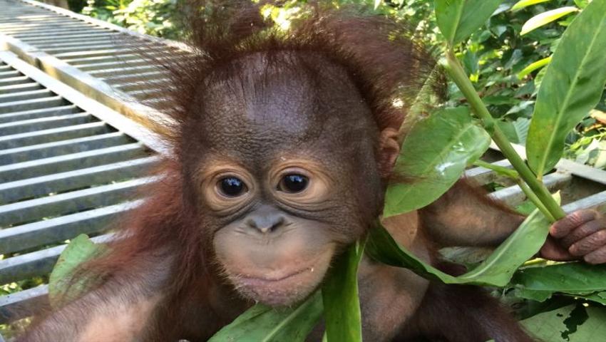 Josh's Story - The Orphaned Baby Orangutan
