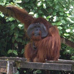 'Being so close to the beautiful orangutans was amazing' - Read Erika's Review Of The Great Orangutan Project!