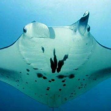 Good News For Mantas and Marine Conservation Research