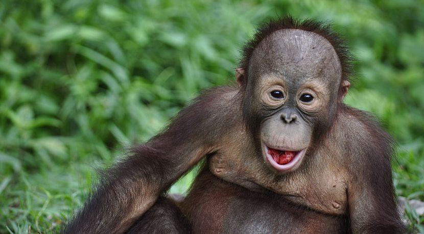 Save 15% Off Of Your Place On The Samboja Lestari Orangutan Volunteer Project!