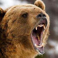 Our Top 5 Grizzly Bear Facts!
