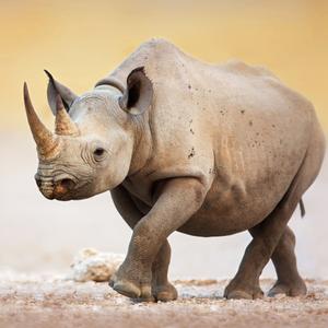 Zimbabwe Rhino Operation 