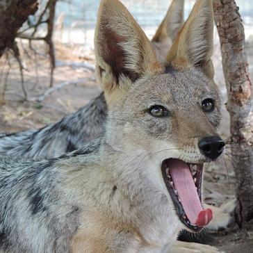 The Jackals And Mongooses Are Being Released - What Could You Be Helping With At The Wildlife Orphanage? 