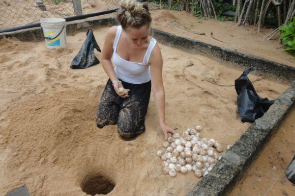Burying Turtle Eggs