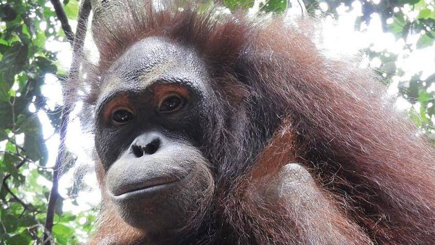 6 More Orangutans Ready For Release At Samboja Lestari!