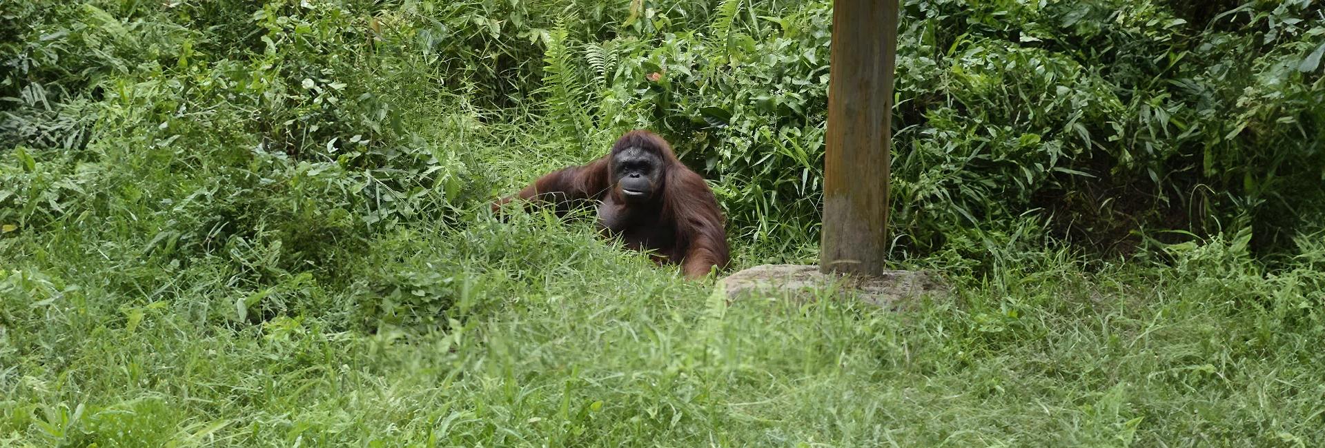 3 Orangutans Begin Life On Their New Island Home At Samboja Lestari! 