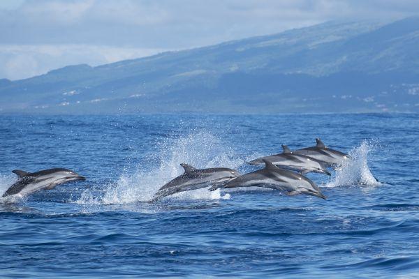 Dolphins in the Azores