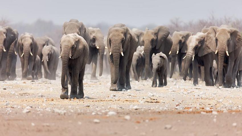 Our Top 5 Elephant Facts
