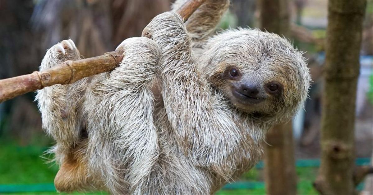 International Sloth Day - Sloths Need Our Help | The Great Projects