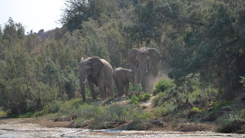 Elephant Volunteer Feedback from Damaraland