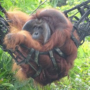 "It was like being part of a live wildlife documentary!" - See what Deborah had to say about being able to watch Romeo the orangutans release! 