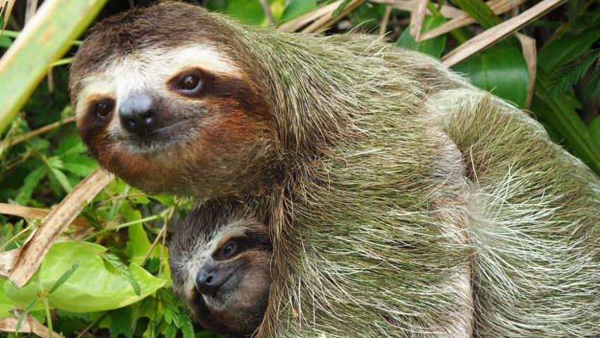 7 Wacky Sloth Facts You Didn't Know About! 