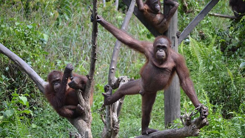 The Evolution Of The Orangutan
