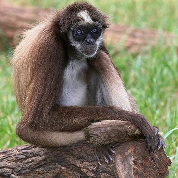 These Monkeys Are Incredibly Endangered And They Need Your Help!