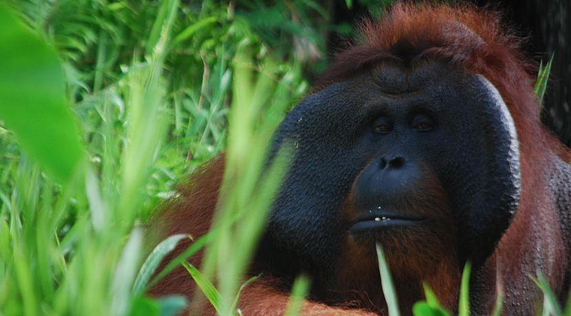 Orangutan Awareness Week 2017 - A Volunteer Poem To Celebrate The Team At Samboja!
